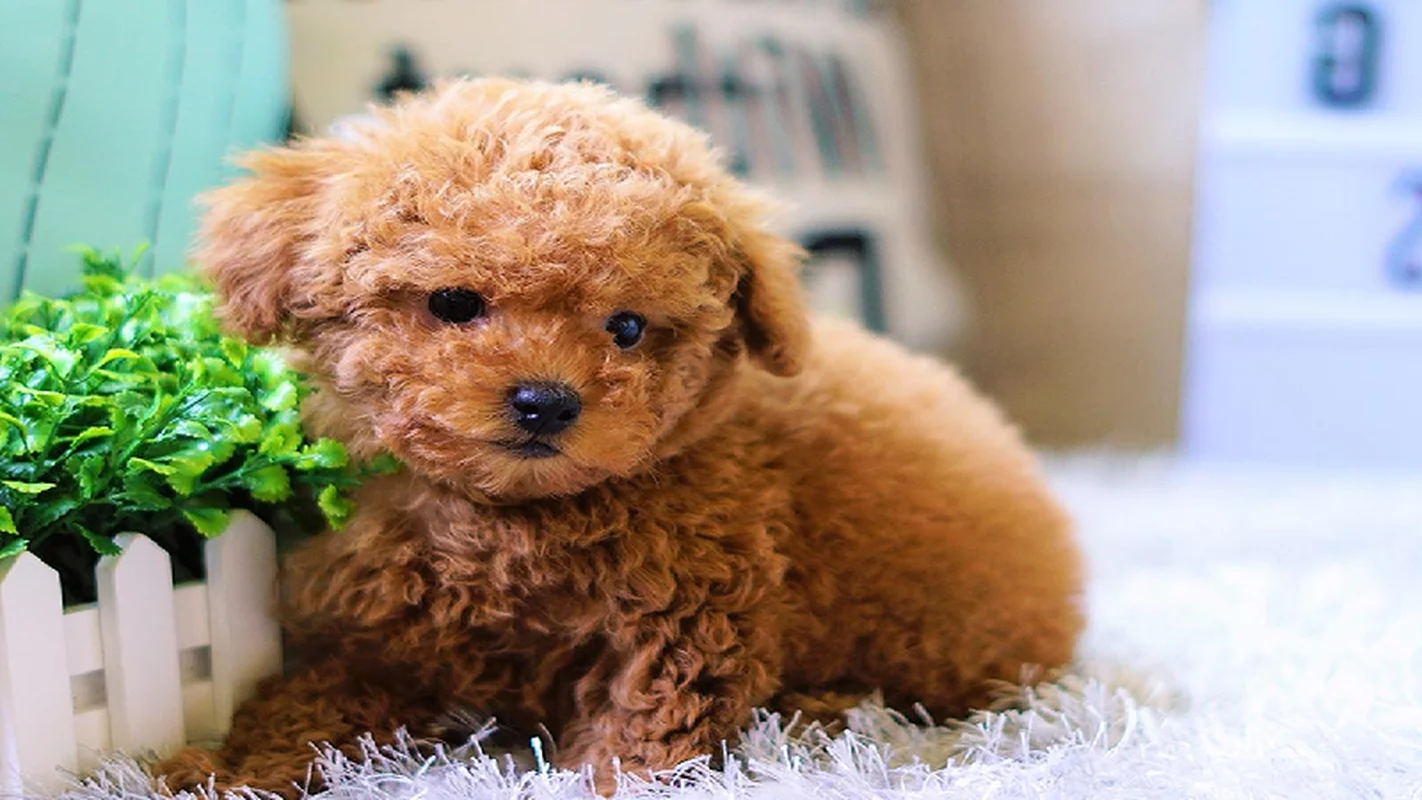 Discover the Most Beautiful and Luxurious Dog Breeds in the World
