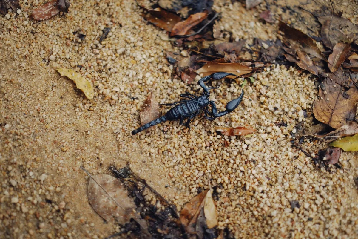 The Enigma of Fluorescence: Giant Scorpions Glowing Under Ultraviolet Light