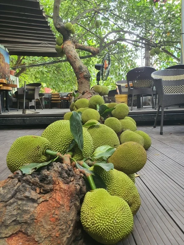 Unique Jackfruit Tree in Tuyen Quang with Fruits Growing From Root to Top