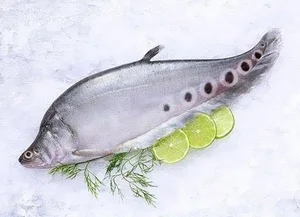 Three Former Pig-Feed Fish That Became Highly Sought-After Gourmet Delicacies - image 9
