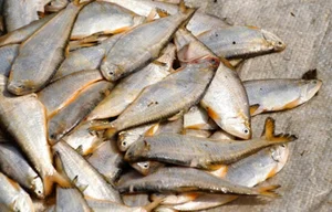 Three Former Pig-Feed Fish That Became Highly Sought-After Gourmet Delicacies - image 4