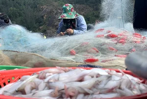 Three Former Pig-Feed Fish That Became Highly Sought-After Gourmet Delicacies - image 7