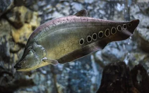 Three Former Pig-Feed Fish That Became Highly Sought-After Gourmet Delicacies - image 11
