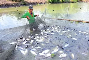 Three Former Pig-Feed Fish That Became Highly Sought-After Gourmet Delicacies - image 0