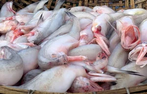 Three Former Pig-Feed Fish That Became Highly Sought-After Gourmet Delicacies - image 1