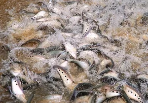 Three Former Pig-Feed Fish That Became Highly Sought-After Gourmet Delicacies - image 8