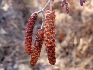 The Mystery of the Creepy Caterpillar Rain: Explaining the Shocking Natural Phenomenon - image 1