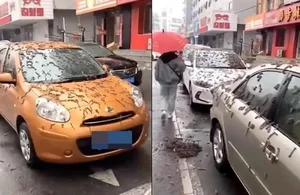The Mystery of the Creepy Caterpillar Rain: Explaining the Shocking Natural Phenomenon - image 0