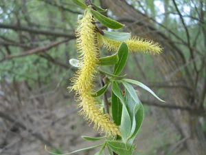 The Mystery of the Creepy Caterpillar Rain: Explaining the Shocking Natural Phenomenon - image 6