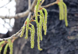 The Mystery of the Creepy Caterpillar Rain: Explaining the Shocking Natural Phenomenon - image 3