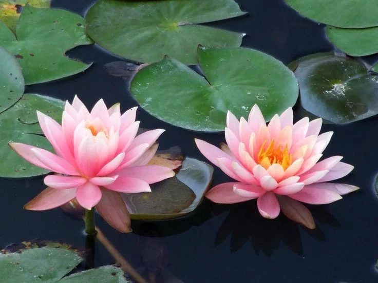 Ancient Aquatic Plants: The Cultural and Natural Heritage of Vietnam