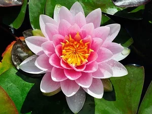 Ancient Aquatic Plants: The Cultural and Natural Heritage of Vietnam - image 3