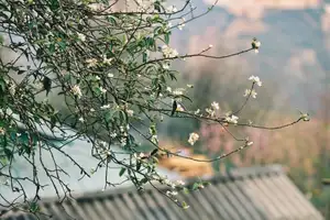 Ta Xua Winter: Discover the pristine beauty of forest flowers amidst majestic mountains - image 8