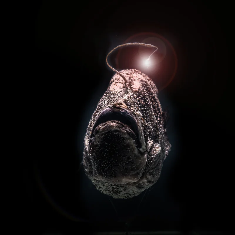 Rare Sighting of the 'Black Sea Devil' Anglerfish Stuns the Internet
