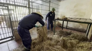 Wildlife Conservation: Keeping Animals Warm During the Winter Chill - image 5