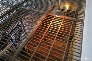 Wildlife Conservation: Keeping Animals Warm During the Winter Chill - image 6