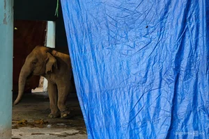 Wildlife Conservation: Keeping Animals Warm During the Winter Chill - image 10