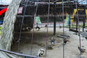 Wildlife Conservation: Keeping Animals Warm During the Winter Chill - image 8