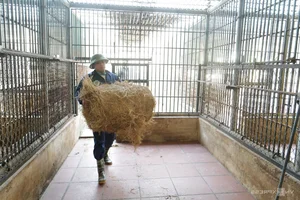 Wildlife Conservation: Keeping Animals Warm During the Winter Chill - image 1