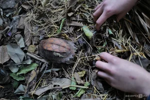 Wildlife Conservation: Keeping Animals Warm During the Winter Chill - image 4