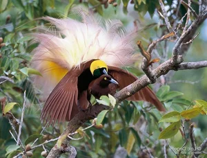 The Greater Bird of Paradise: A Surreal Vision in New Guinea - image 6