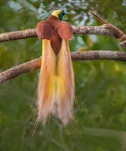 The Greater Bird of Paradise: A Surreal Vision in New Guinea - image 4