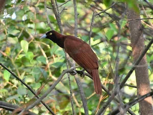 The Greater Bird of Paradise: A Surreal Vision in New Guinea - image 5
