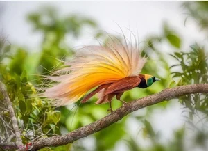 The Greater Bird of Paradise: A Surreal Vision in New Guinea - image 2