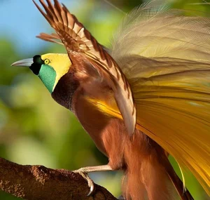 The Greater Bird of Paradise: A Surreal Vision in New Guinea - image 3