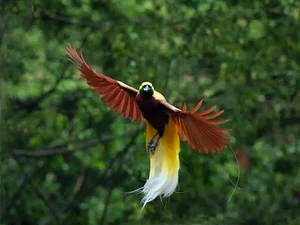 The Greater Bird of Paradise: A Surreal Vision in New Guinea - image 0