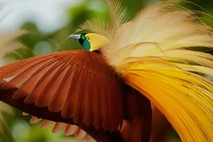 The Greater Bird of Paradise: A Surreal Vision in New Guinea - image 1