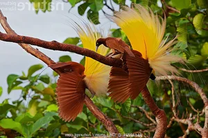 The Greater Bird of Paradise: A Surreal Vision in New Guinea - image 8