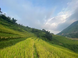 Sa Pa Golden Season Ends Early: A Guide to Vietnam's Rice Terraces - image 2