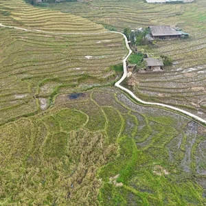 Sa Pa Golden Season Ends Early: A Guide to Vietnam's Rice Terraces - image 3