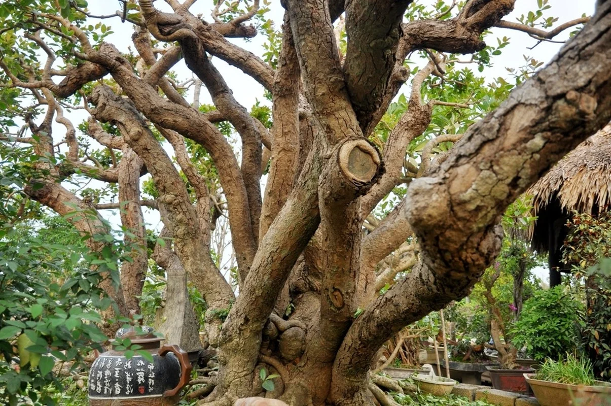 Vietnam’s Unique Super Tree Worth 10 Billion VND: Why the Owner Refused a Fortune