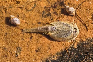 Earth's Most Ancient Living Fossils: Discover the Prehistoric Species Still Thriving in Vietnam - image 5