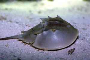 Earth's Most Ancient Living Fossils: Discover the Prehistoric Species Still Thriving in Vietnam - image 0