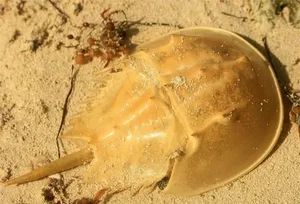 Earth's Most Ancient Living Fossils: Discover the Prehistoric Species Still Thriving in Vietnam - image 6