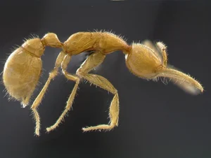 Earth's Most Ancient Living Fossils: Discover the Prehistoric Species Still Thriving in Vietnam - image 1