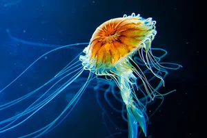 Earth's Most Ancient Living Fossils: Discover the Prehistoric Species Still Thriving in Vietnam - image 4