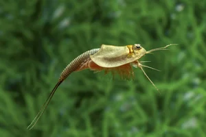 Earth's Most Ancient Living Fossils: Discover the Prehistoric Species Still Thriving in Vietnam - image 2