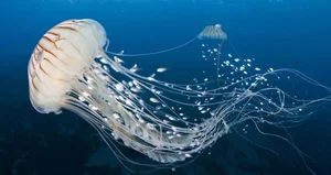Earth's Most Ancient Living Fossils: Discover the Prehistoric Species Still Thriving in Vietnam - image 7