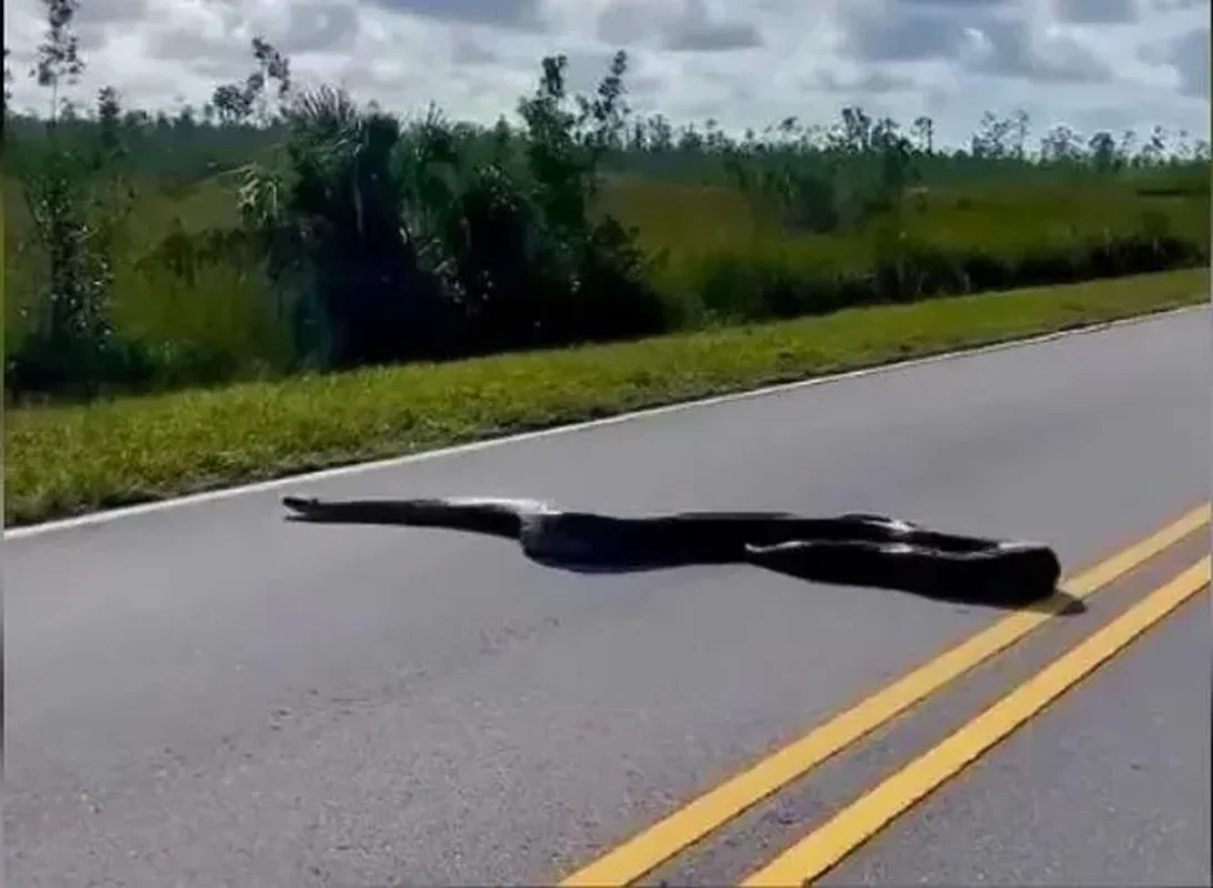 Travel Shock: Encountering a Massive Beast on the Road Trip