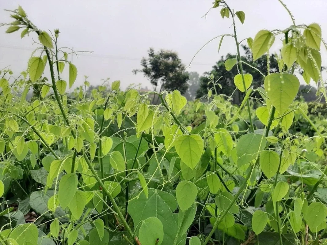 Wild Vietnamese Vegetables Finding Success in US Export Markets