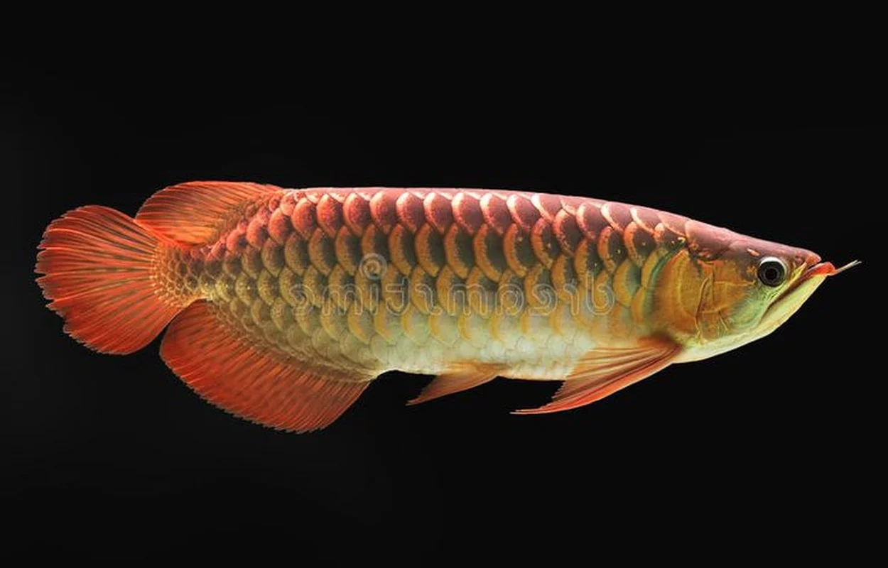 15 Fascinating Facts About the Arowana: The Living Dragon Fish