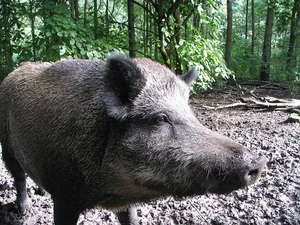 Understanding the Surge in Suburban Wild Boar Attacks - image 0