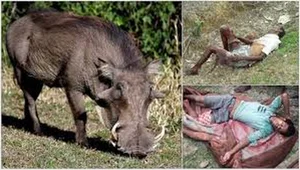 Understanding the Surge in Suburban Wild Boar Attacks - image 6