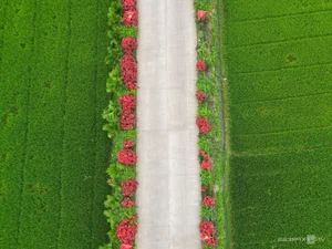 Quang Ngai Countryside: A Floral Paradise Along the Rural Roads - image 0