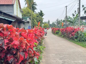 Quang Ngai Countryside: A Floral Paradise Along the Rural Roads - image 7