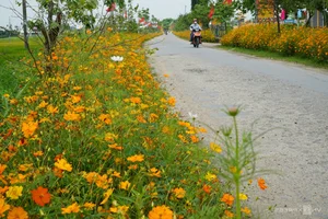 Quang Ngai Countryside: A Floral Paradise Along the Rural Roads - image 6